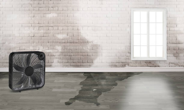 Best Water damage contractors near me  in Sleepy Hollow, CA